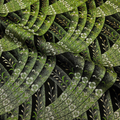 Luminous Floral Stream (Green)